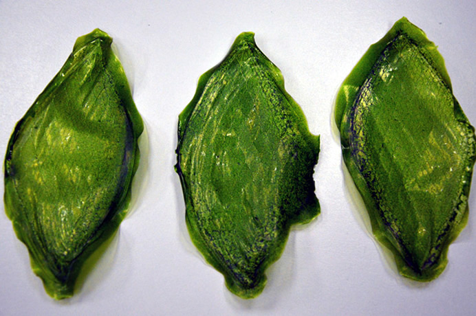 silk-leaf-21