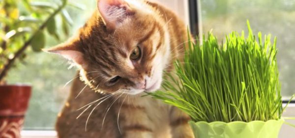 貓吃草