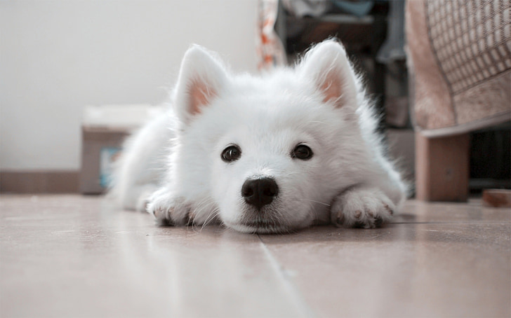 白小狗趴在瓷磚地板上