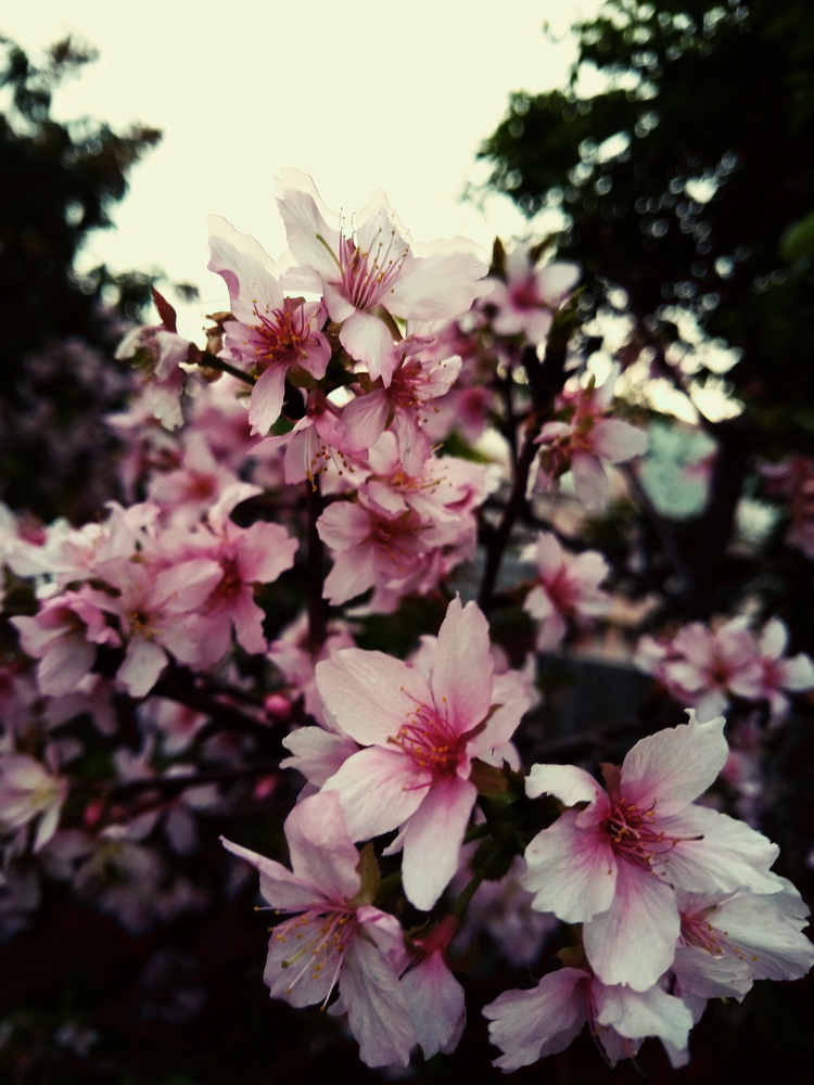 很多盛開的桃花