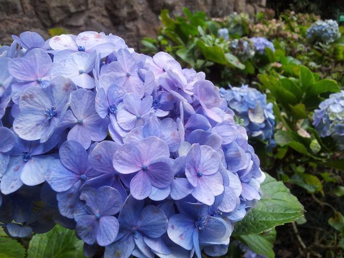 淡藍色繡球花
